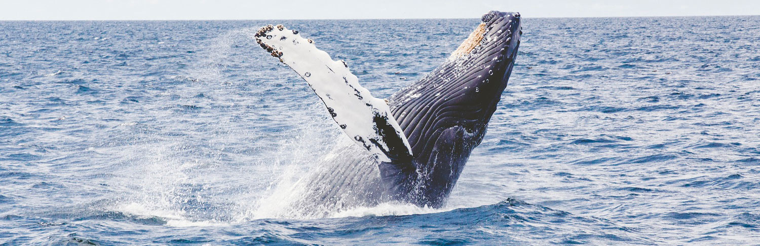 Western Cape Whale & Wine – Day Tour (June to Nov only)